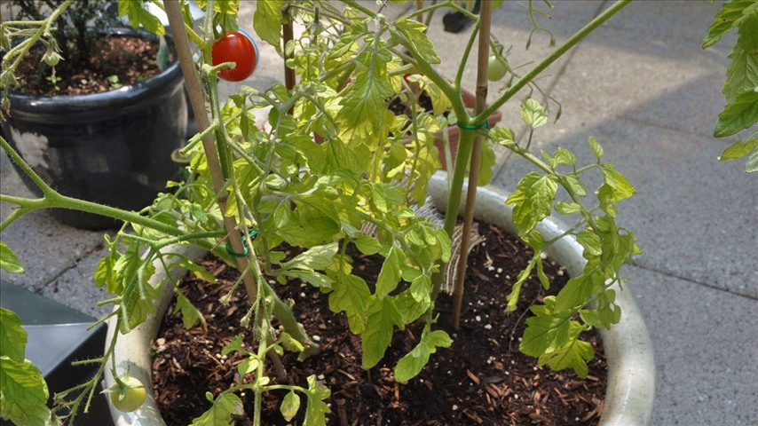 Live-kamerakanal från A rose and a DSLR i My home